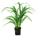 CHLOROPHYTUM BICHETTII - 5CM POT