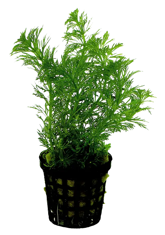 LIMNOPHILA HETEROPHYLLA