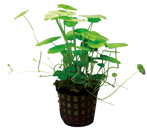 HYDROCOTYLE VERTICILLATA 5CM POT