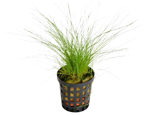 ELEOCHARIS ACICULARIS 5CM POT