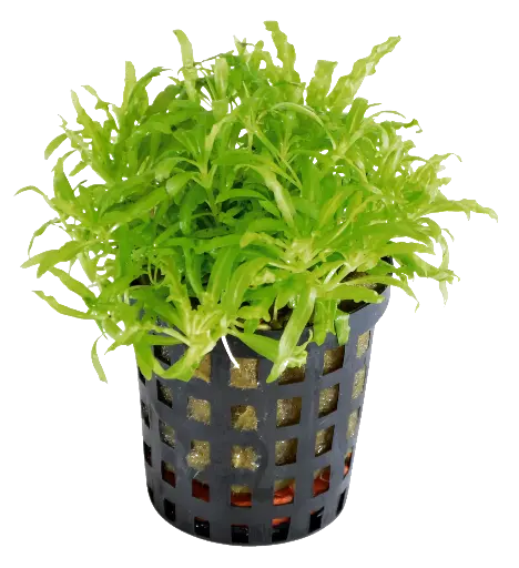 POGOSTEMON HELFERI 5CM POT 