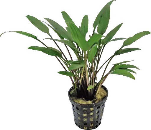 CRYPTOCORYNE NEVELLI 5CM POT