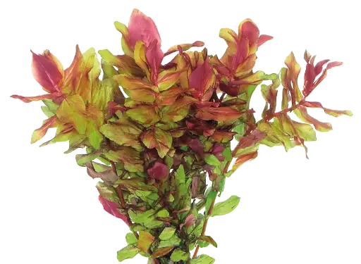 ROTALA MACRANDA EASY GROW
