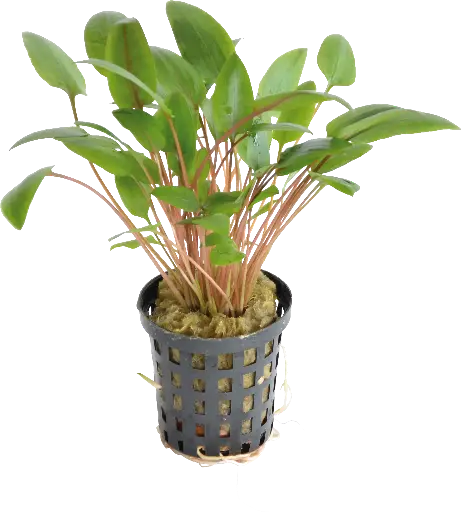 CRYPTOCORYNE WENDTII GREEN 5CM POT