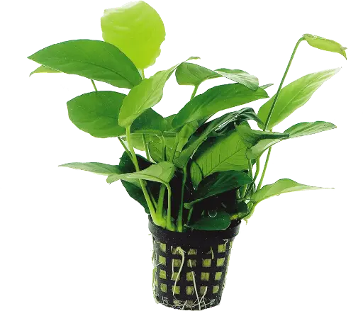 ANUBIAS NANA 5CM POT