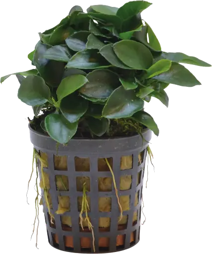 ANUBIAS NANA BONZAI 5CM POT
