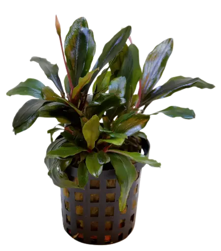 BUCEPHALANDRA THEIA 5CM POT