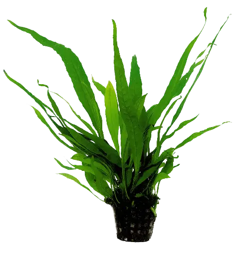 MICROSORUM PTEROPUS 5CM POT