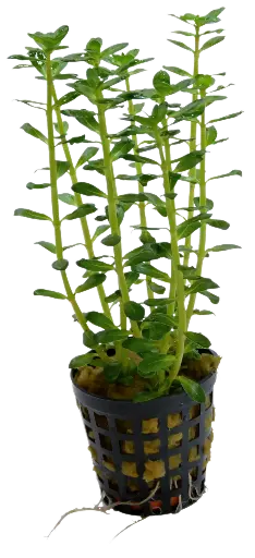 ROTALA INDICA 5CM POT