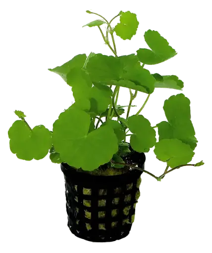 HYDROCOTYLE LEUCOCEPHALA 5CM POT