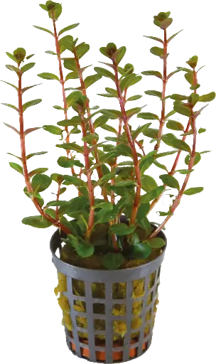 ROTALA BLOOD RED 5CM POT