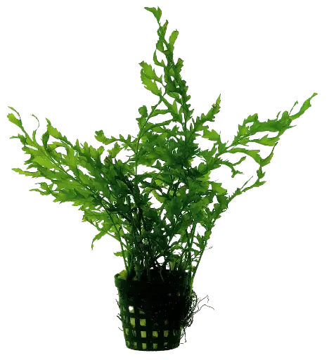 BOLBITIS HEUDELOTII 5CM POT