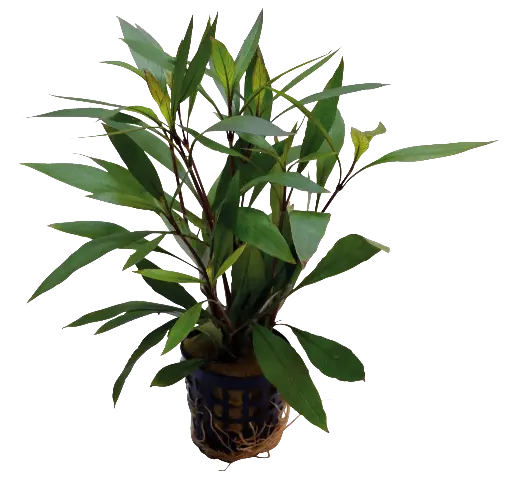 HYGROPHILA CORYMBOSE THAILAND 5CM POT