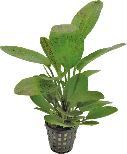 ECHINODORUS OZELOT GREEN 5CM POT