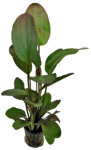 ECHINODORUS OZELOT RED 5CM POT