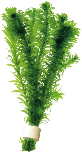 ELODEA DENSA TERRA COTTA 5CM POT