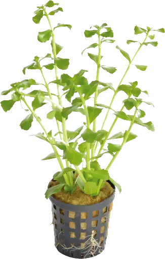 BACOPA MONNIERI 5CM POT