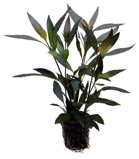 HYGROPHILA GUANENSIS 5CM POT