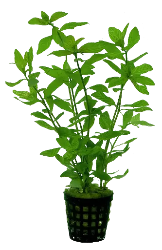 HYGROPHILA ROSAE AUSTRALIS 5CM POT