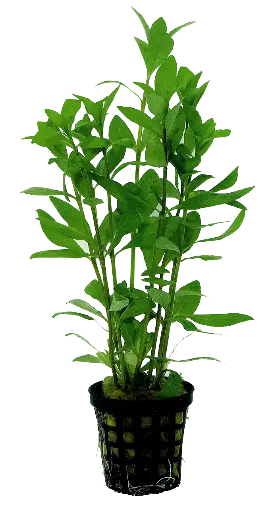 HYGROPHILA POLYSPERMA 5CM POT