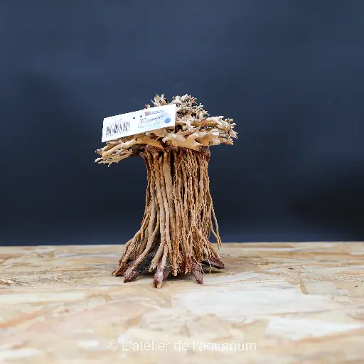 [A4080265] BONSAI MUSHROOM LARGE