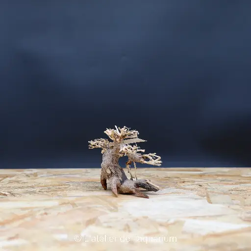 [A4080105] BONSAI M