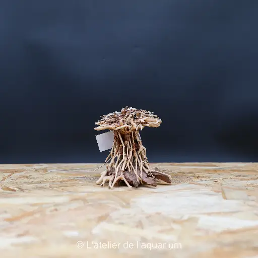 [A4080255] BONSAI MUSHROOM SMALL