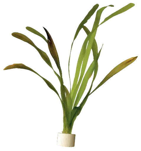 VALLISNERIA GIGANTEA -5CM POT