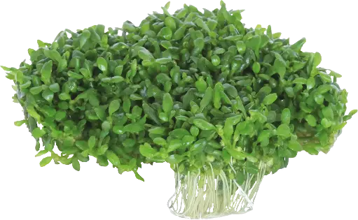 ELATINE HYDROPIPER - EASY GROW