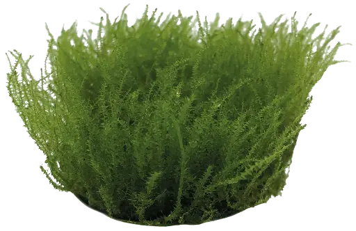 LEPTODICTYUM RIPARUM - EASY GROW