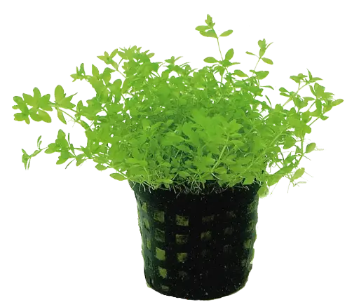 MICRANTHEMUM MICRANTHEMOIDES - EASY GROW