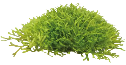 RICCIA FLUITANS - EASY GROW