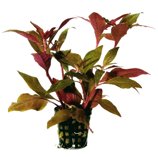 ALTERNAN.CARDINALIS - 5 CM POT