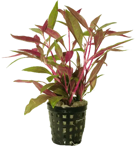 ALTERNANTHERA REINECKII - 5CM POT