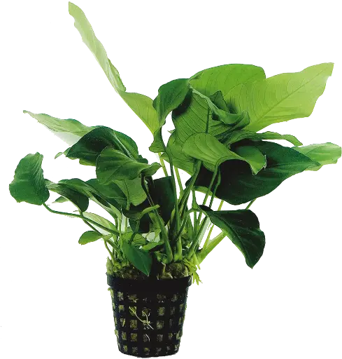 AP ANUBIAS BARTERI VAR-NANA - 5CM POT