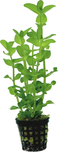 BACOPA AMPLEXICAULIS - 5CM POT