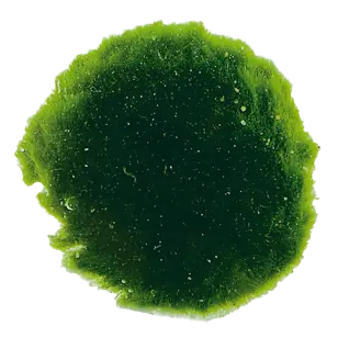 AP-CLADOPHORA SS 6 MORCEAUX