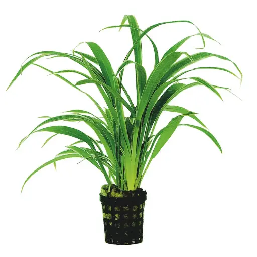 CHLOROPHYTUM BICHETTII - 5CM POT
