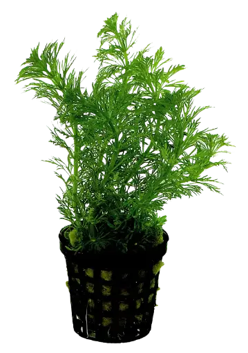 LIMNOPHILA HETEROPHYLLA