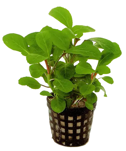 LOBELIA CARDINALIS
